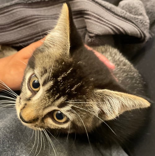 MERLIN - Tabby / Domestic Short Hair available for adoption
