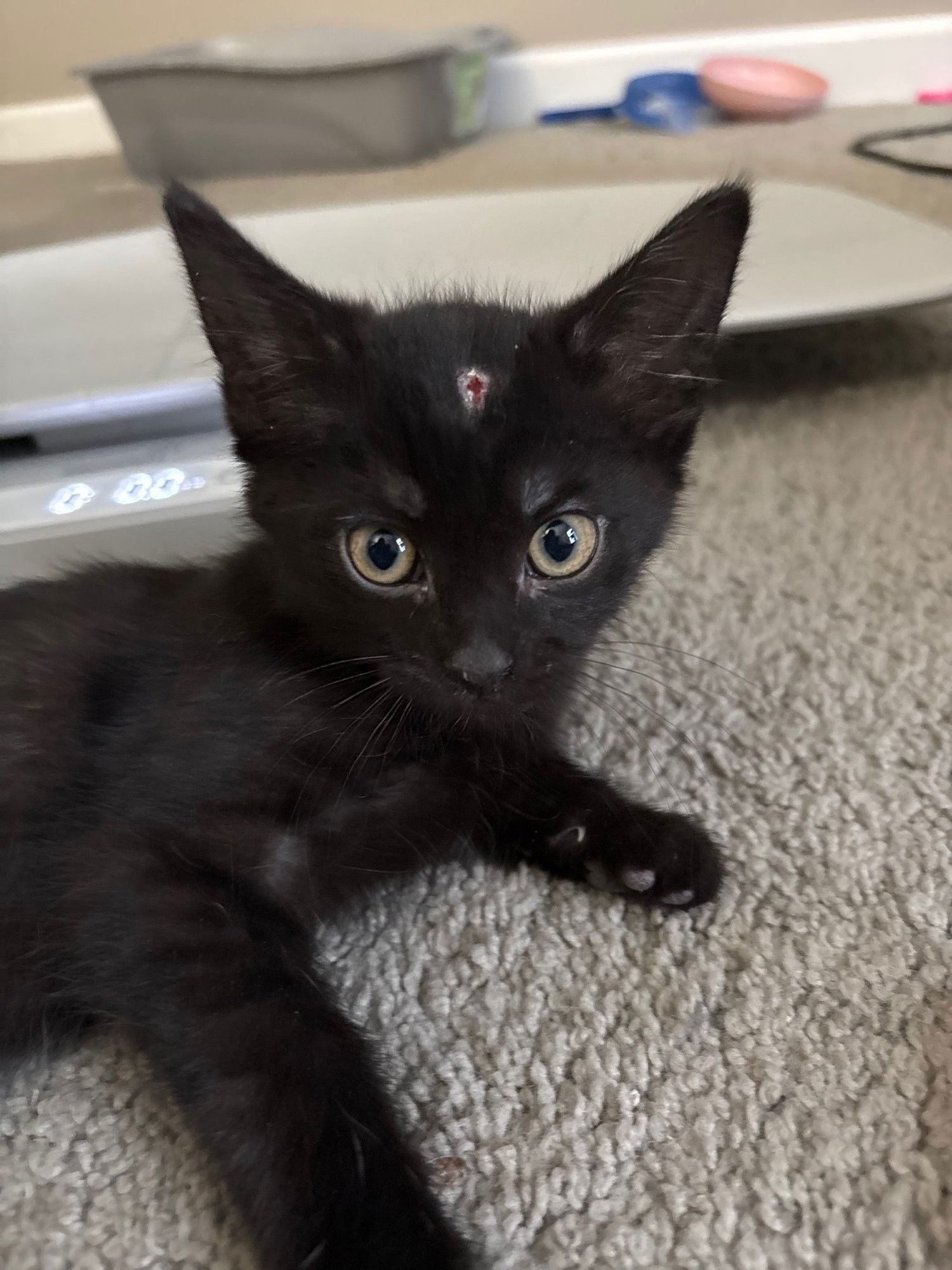 JET - Domestic Short Hair available for adoption