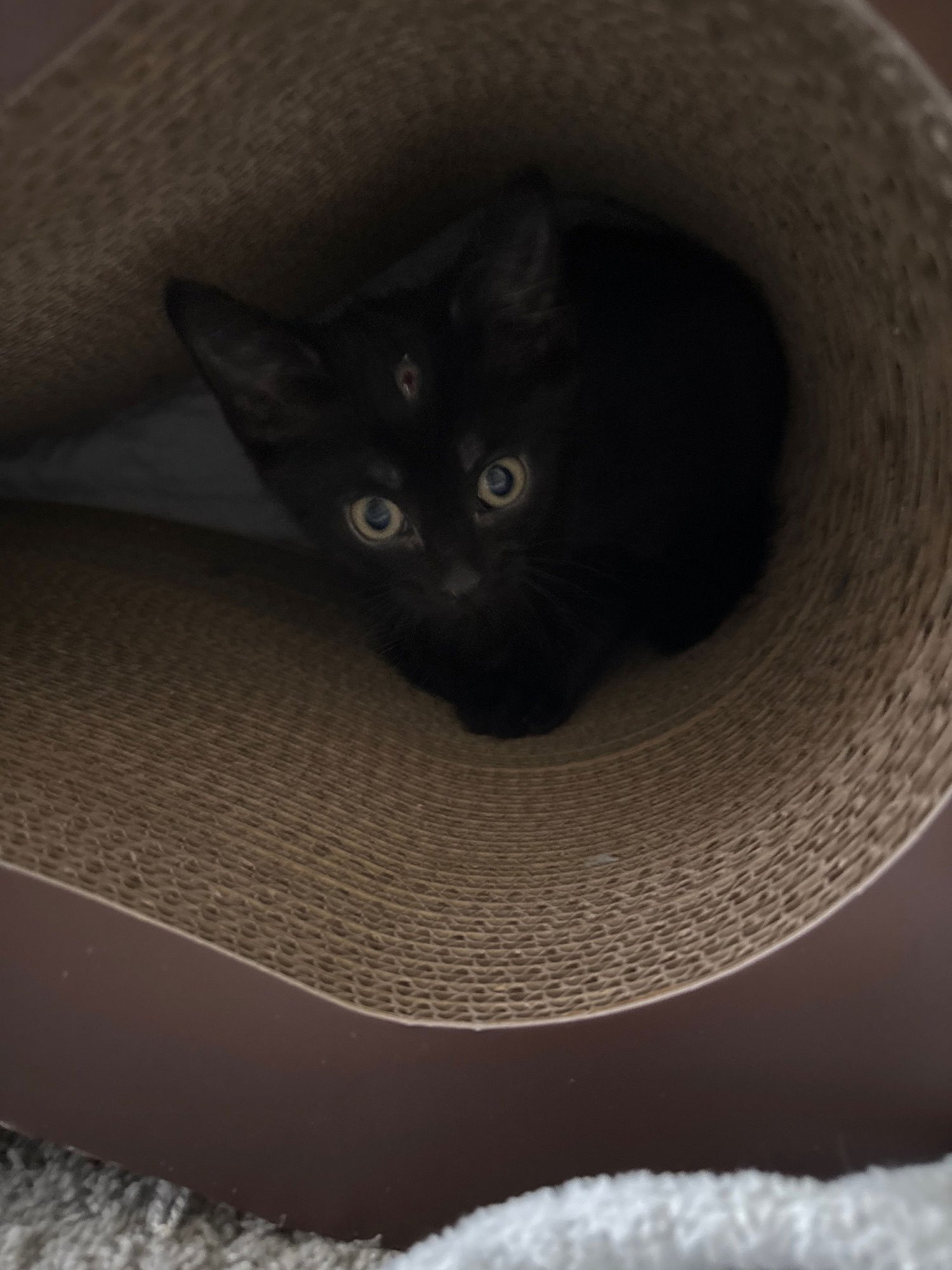 JET - Domestic Short Hair available for adoption