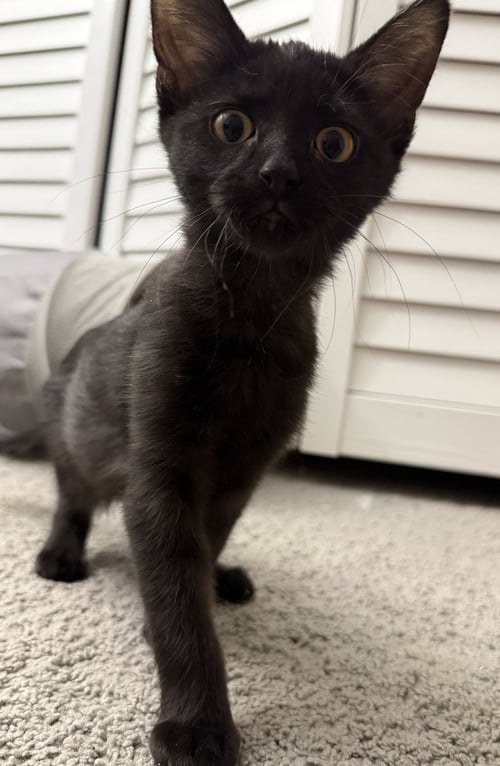 JET - Domestic Short Hair available for adoption