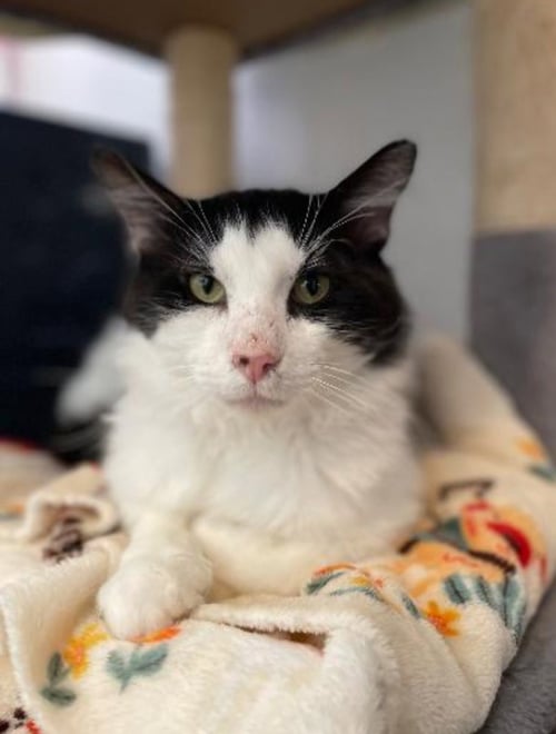 GILBERT - Domestic Long Hair / Maine Coon available for adoption