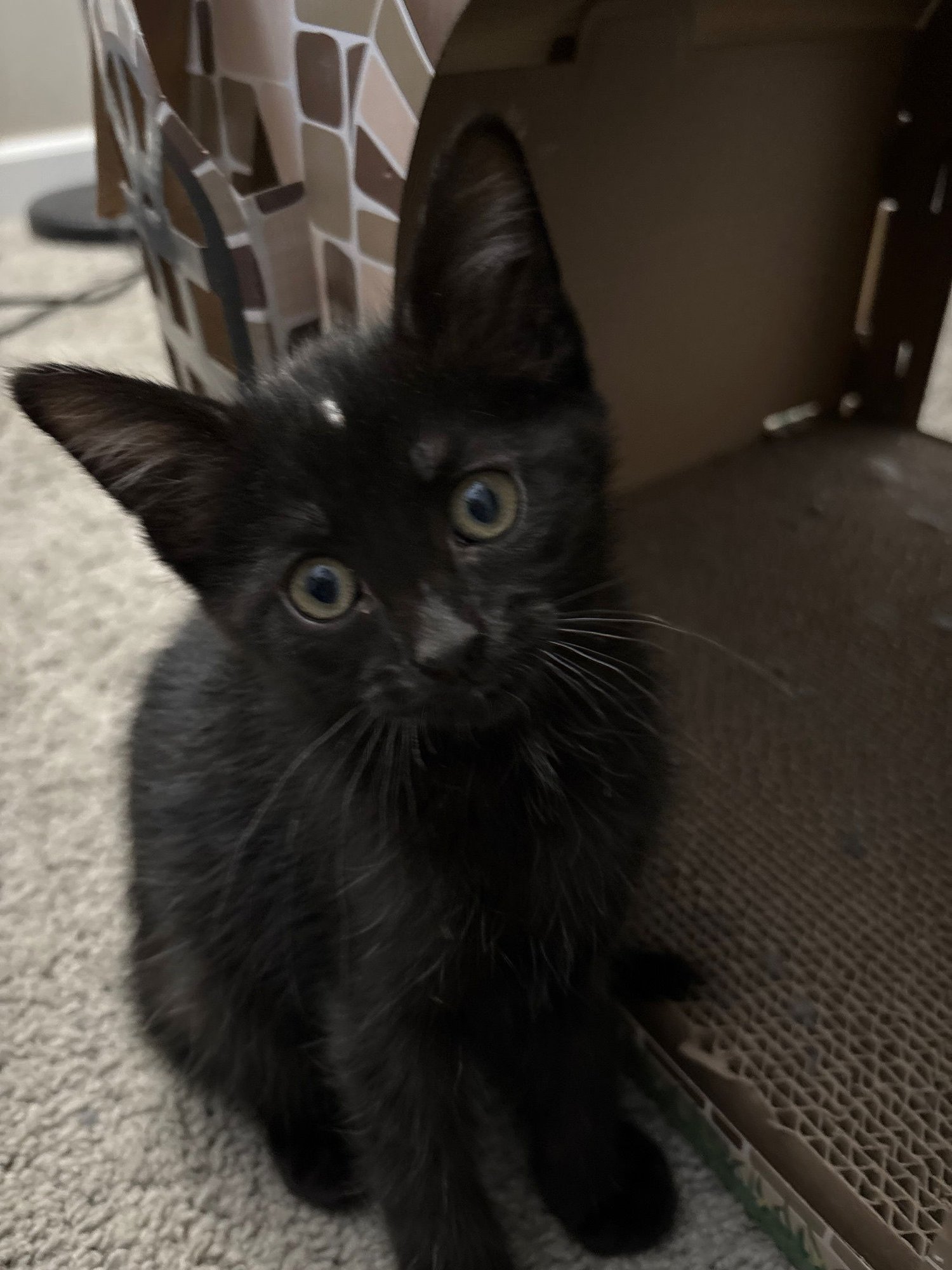 BINX - Domestic Short Hair available for adoption