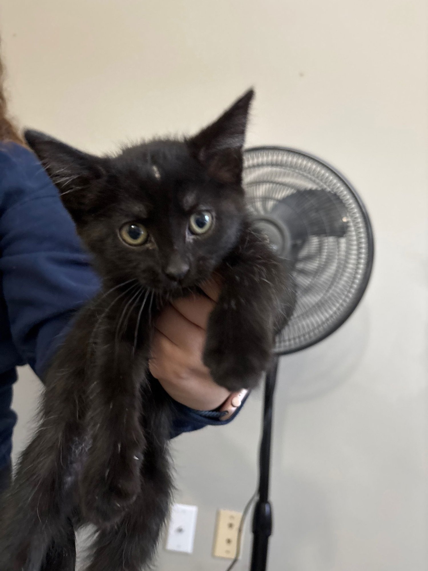 BINX - Domestic Short Hair available for adoption