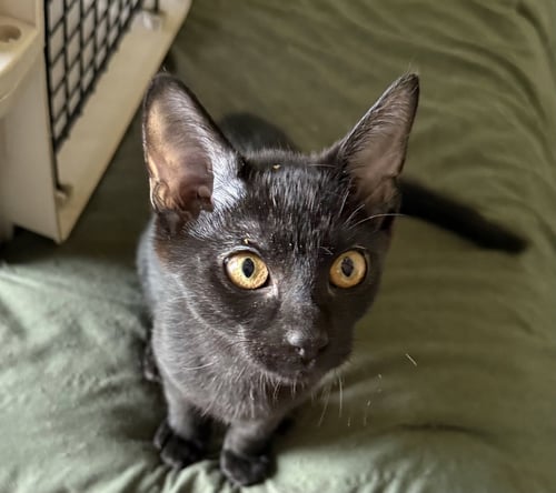 BLACKBERRY - Domestic Short Hair available for adoption