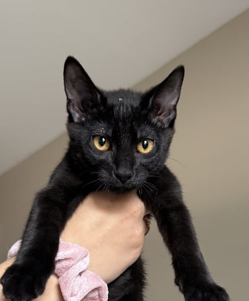 BLACKBERRY - Domestic Short Hair available for adoption