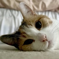 Ivy - Photo 5