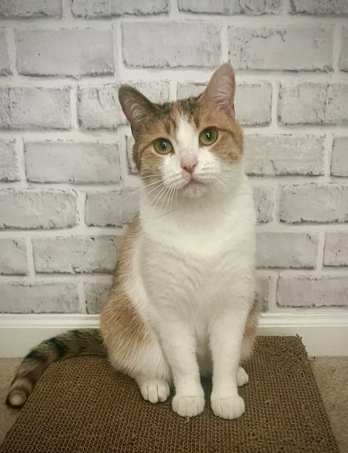 IVY - Domestic Short Hair / Calico available for adoption