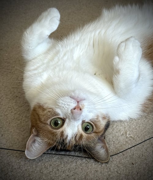 IVY - Domestic Short Hair / Calico available for adoption