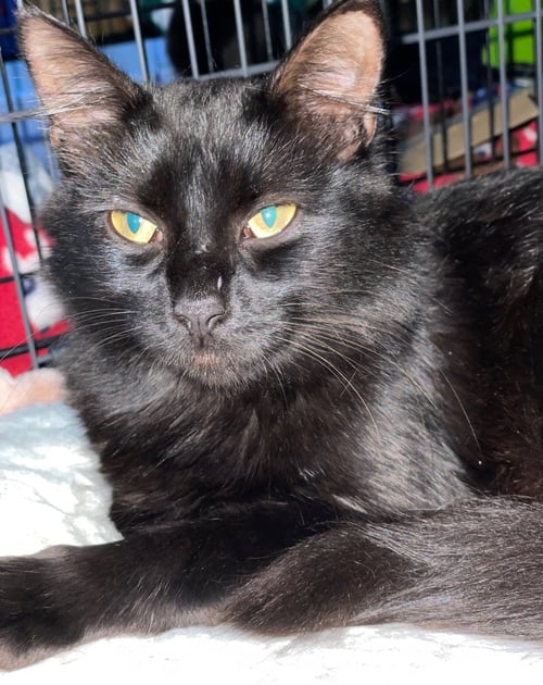 DANISH - Domestic Short Hair available for adoption