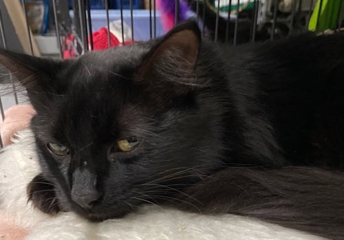 DANISH - Domestic Short Hair available for adoption
