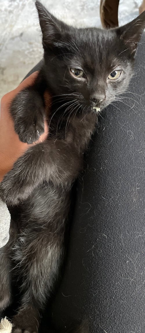 TWO TOES - Domestic Short Hair available for adoption