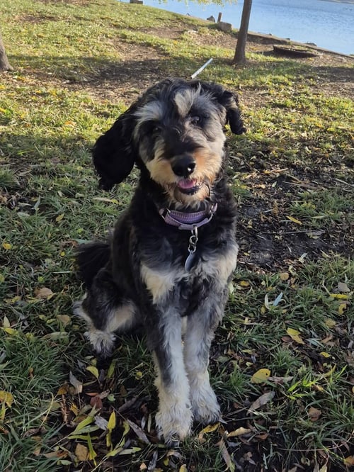 ODIN - Poodle (Standard) / Rottweiler available for adoption