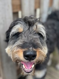Odin - Photo 4