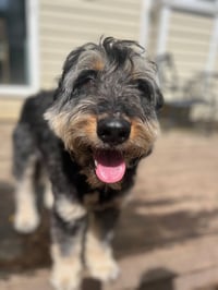 Odin - Photo 3