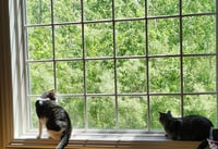 Nyx - Photo 7