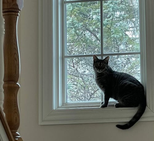 NYX - Tabby / Domestic Short Hair available for adoption