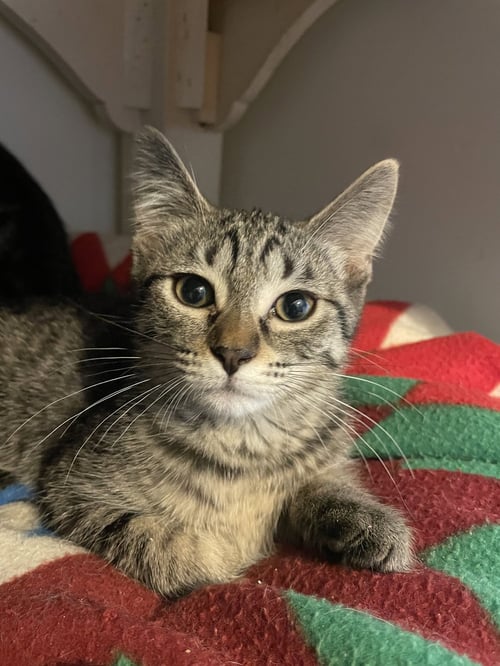 NYX - Tabby / Domestic Short Hair available for adoption