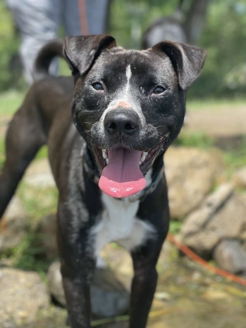 ACE - American Pit Bull Terrier / Chow Chow available for adoption