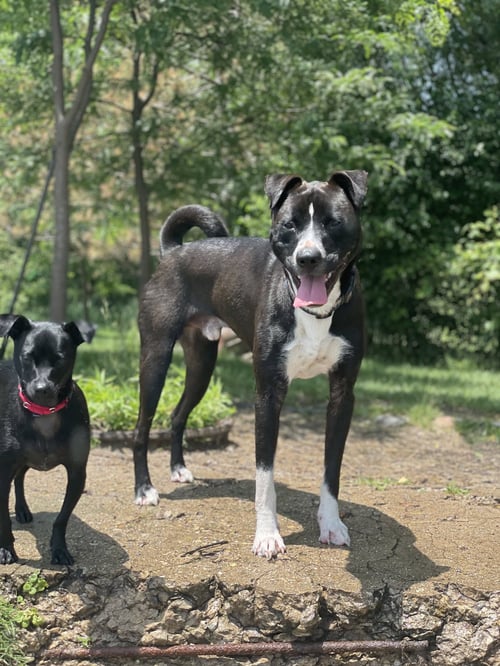 ACE - American Pit Bull Terrier / Chow Chow available for adoption