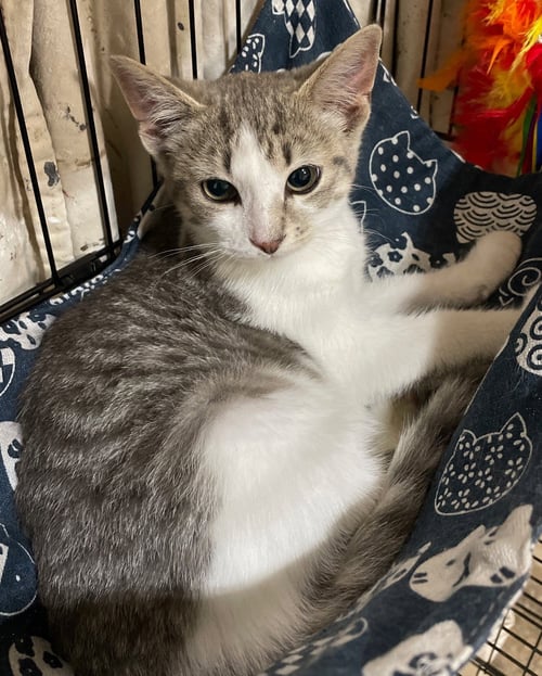 SWEET PEA - Tabby / Domestic Short Hair available for adoption