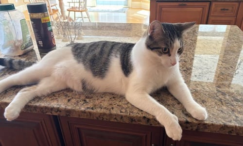 YUKIO - Tabby / Domestic Short Hair available for adoption