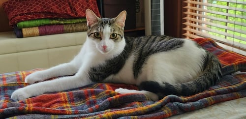 YUKIO - Tabby / Domestic Short Hair available for adoption