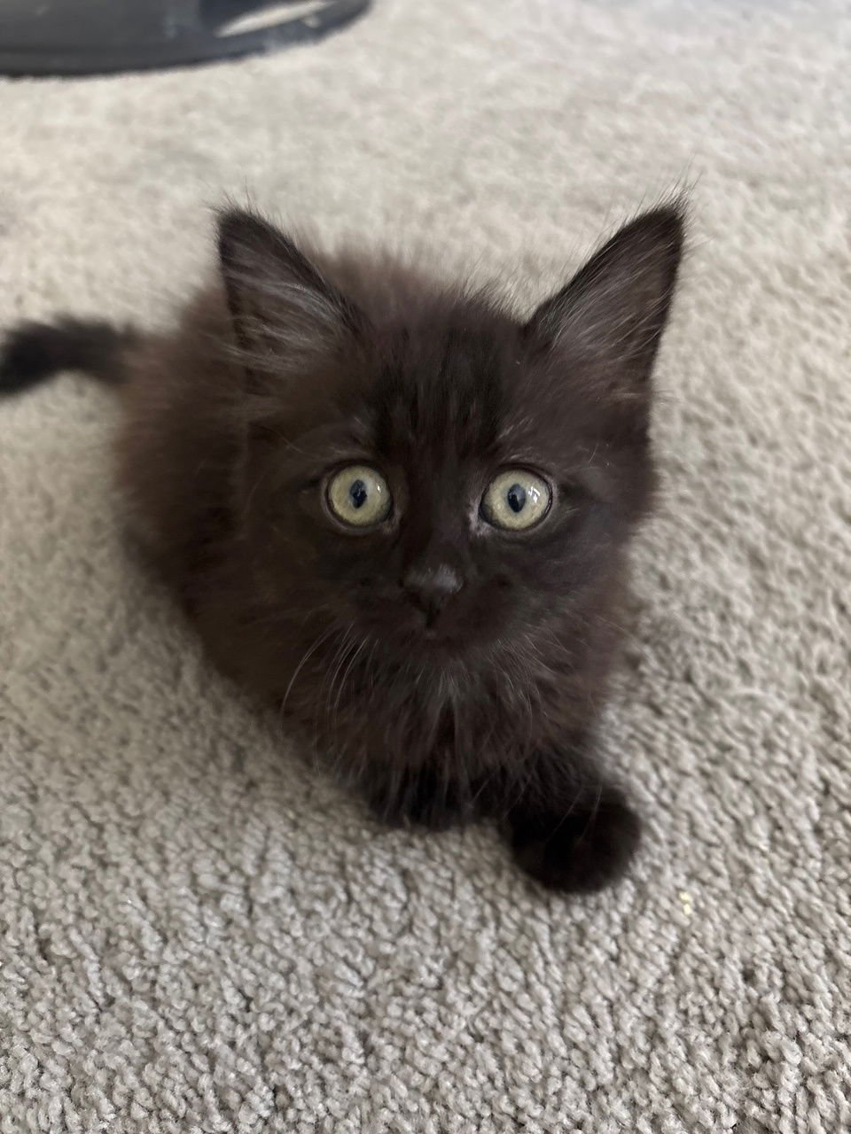 ZARAHA - Domestic Medium Hair available for adoption