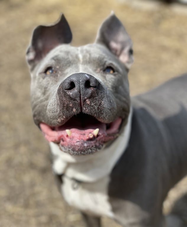 Lola Image