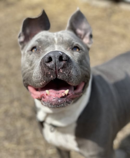 LOLA - American Pit Bull Terrier available for adoption