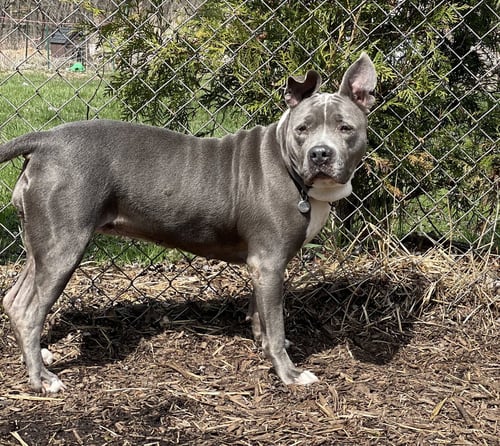 LOLA - American Pit Bull Terrier available for adoption