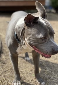 Lola - Photo 5