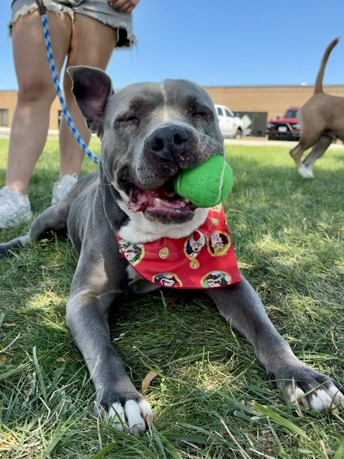 LOLA - American Pit Bull Terrier available for adoption