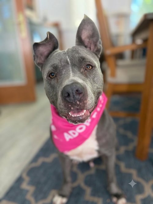 LOLA - American Pit Bull Terrier available for adoption