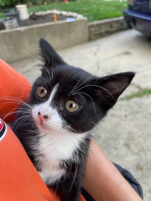 SYBIL - Domestic Short Hair available for adoption