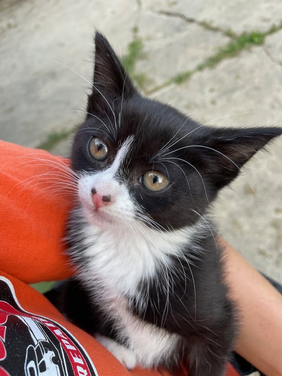 Sybil Image