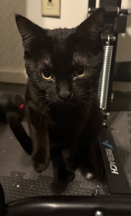 DYNAMITE - Domestic Short Hair available for adoption
