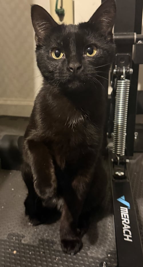 DYNAMITE - Domestic Short Hair available for adoption