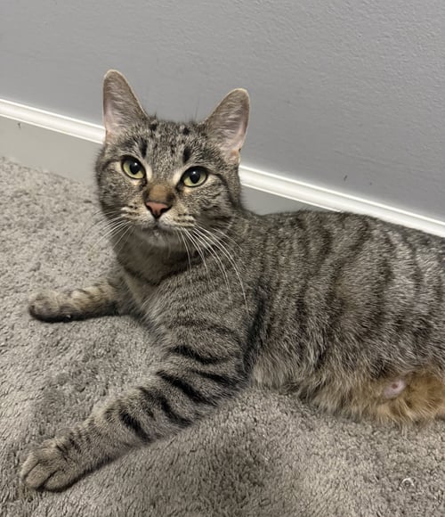 BOYSENBERRY - Tabby / Domestic Short Hair available for adoption