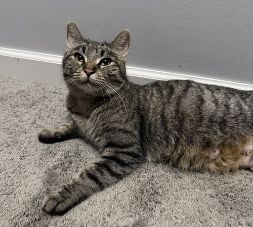 BOYSENBERRY - Tabby / Domestic Short Hair available for adoption