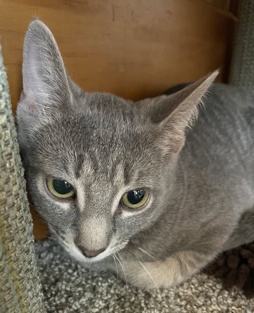 NYDA - Tabby / Domestic Short Hair available for adoption