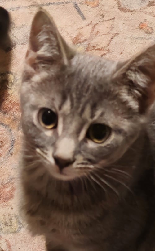 NYDA - Tabby / Domestic Short Hair available for adoption