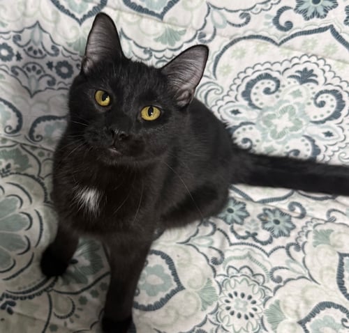 POETATER - Domestic Short Hair available for adoption