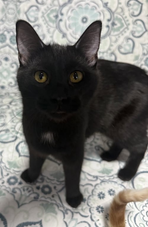 POETATER - Domestic Short Hair available for adoption