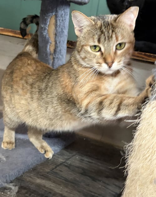 MARUSKA - Tabby / Domestic Short Hair available for adoption