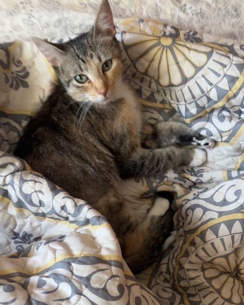 HERSHEY - Domestic Short Hair available for adoption