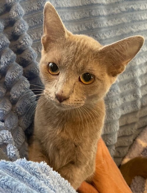 MADAME DE LE CLAW - Russian Blue / Domestic Short Hair available for adoption