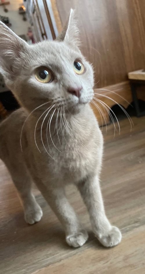 MADAME DE LE CLAW - Russian Blue / Domestic Short Hair available for adoption