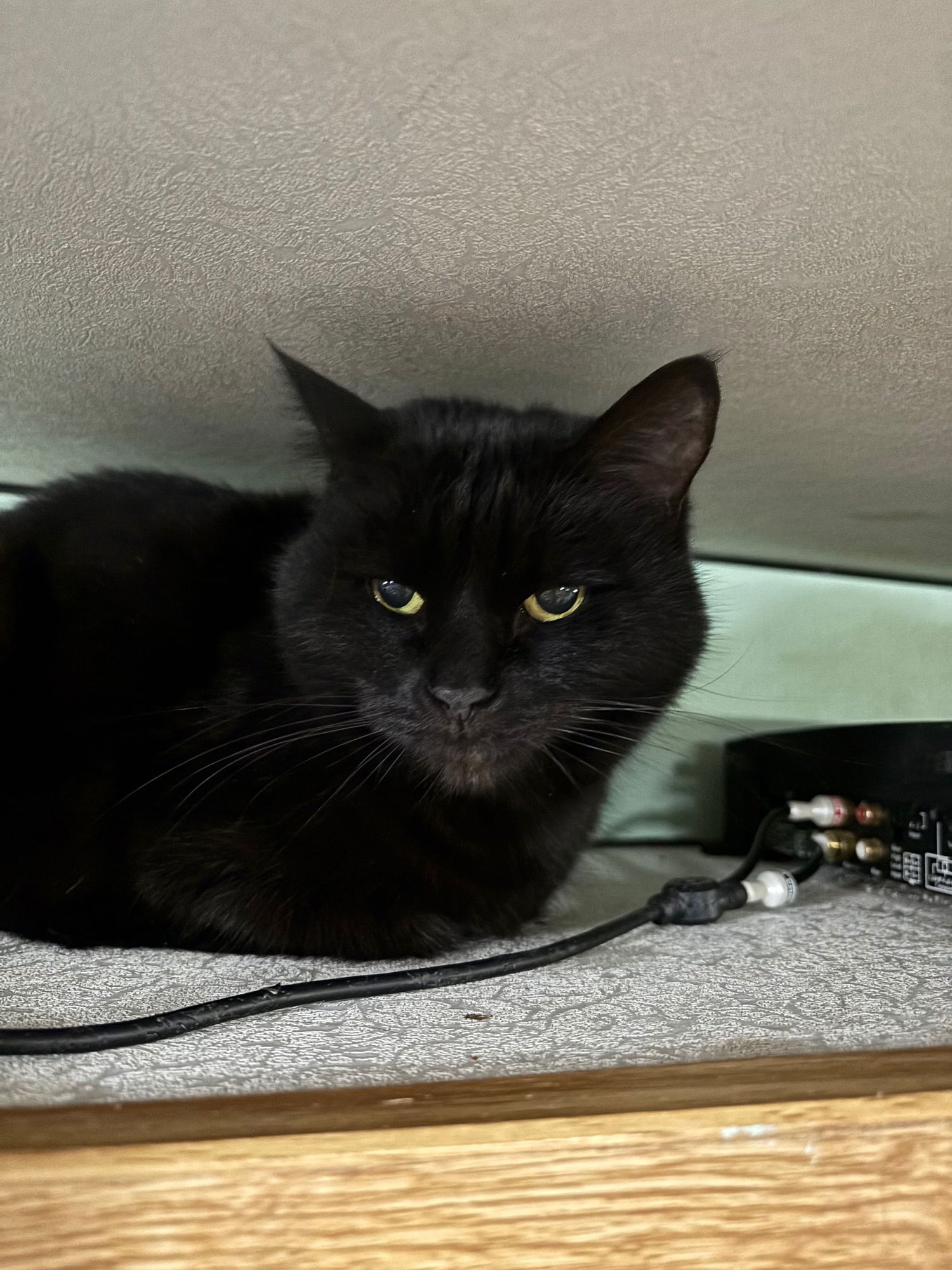 BAGARA - Domestic Short Hair available for adoption