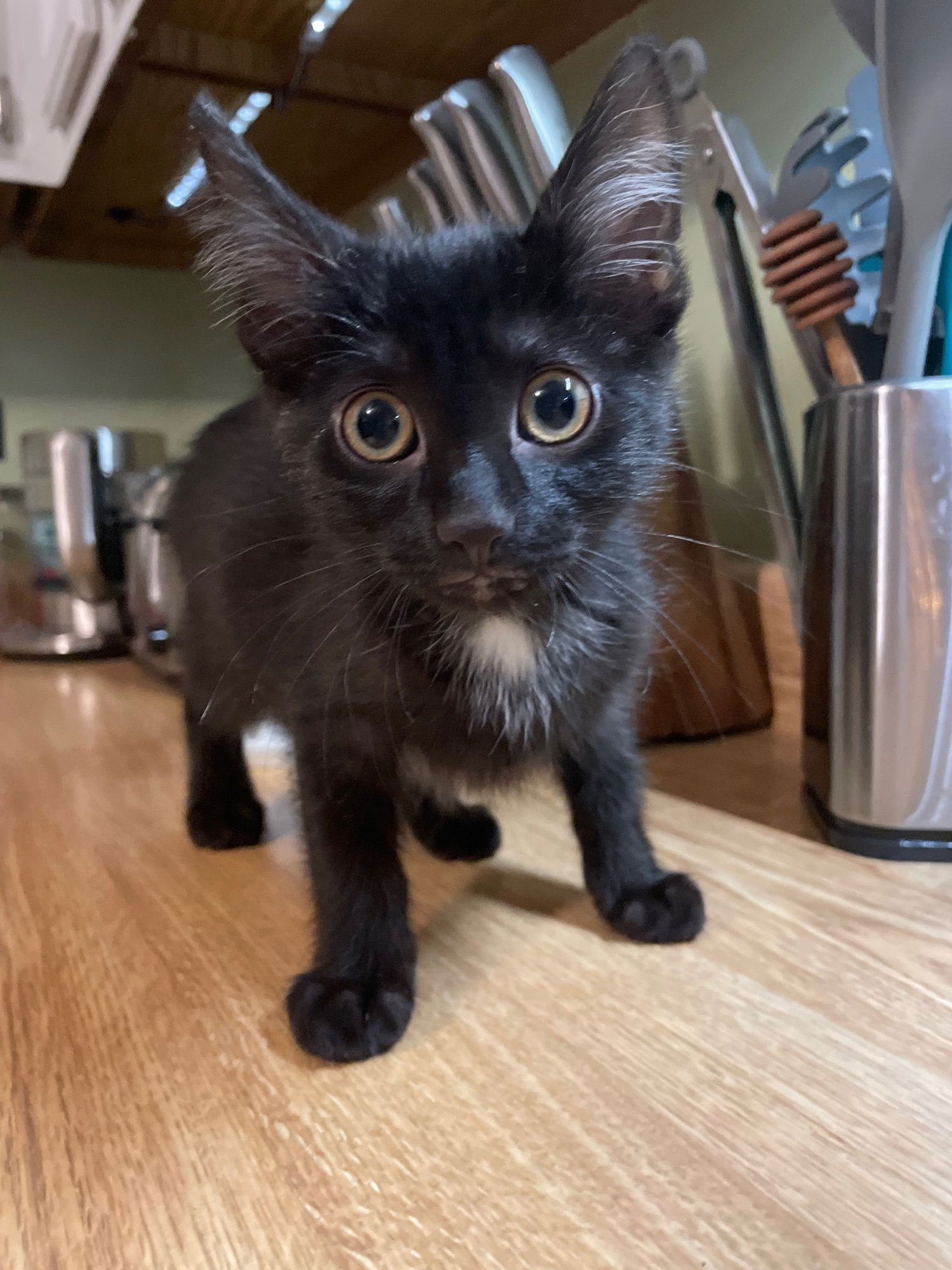 SAPPHIRE - Domestic Short Hair available for adoption