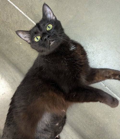 BALENCIAGA - Domestic Short Hair available for adoption
